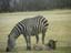 Female Zebra with baby